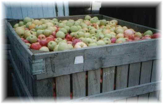 Apples