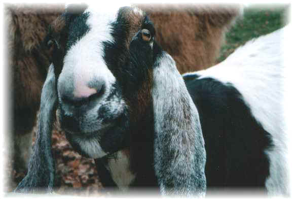 Goat - "Bandit"