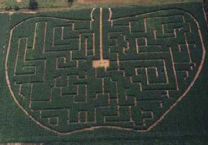 Corn Maze - 2000 (shape of an apple)