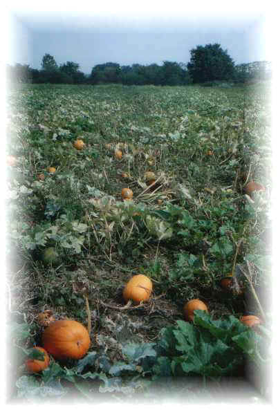 Pumpkin Patch
